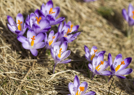 Crocuses on the meadow, first springtime flowersの写真素材
