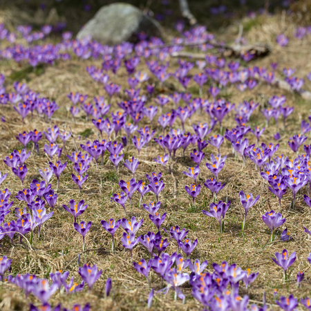 Crocuses on the meadow, first springtime flowers
