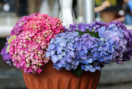 Bouquet of colorful hydrangea flowersの写真素材
