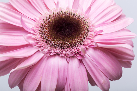 Close up of pink gerbera flowerの写真素材
