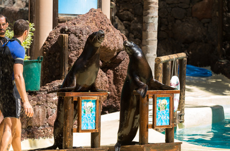 LA LAJITA, FUERTEVENTURA, SPAIN - SEPTEMBER 11, 2015:  Shows sea lions in the pool,, Oasis Park, Fuerteventura, Canary Island, Spainのeditorial素材