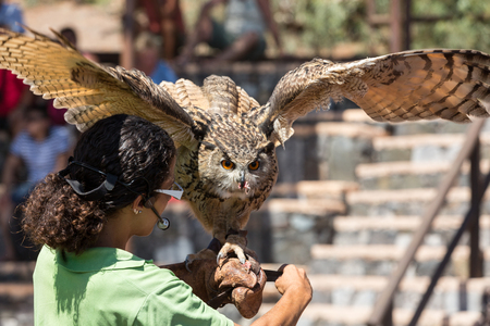 LA LAJITA, FUERTEVENTURA, SPAIN - SEPTEMBER 11, 2015:  Bird of Prey Show, Oasis Park, Fuerteventura, Canary Island, Spainのeditorial素材