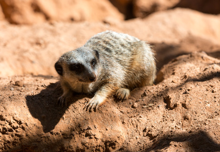 Meerkat stands guard (Suricata suricatta)の写真素材