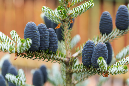 Cones of Korean Fir - Abies koreanaの写真素材