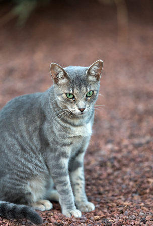 A Beautiful  grey cat outside in the gardenの写真素材