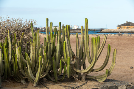 Pachycereus cactus on Fuerteventura, Canary Islands, Spainの写真素材