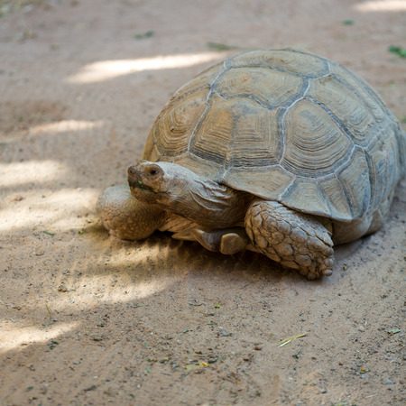 Giant tortoises in Oasis Park on Fuerteventura, Canary Islandの写真素材