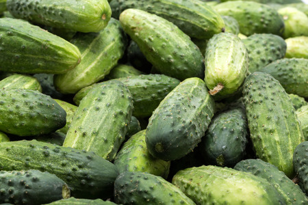 a lot of young cucumbers as backgroundの写真素材