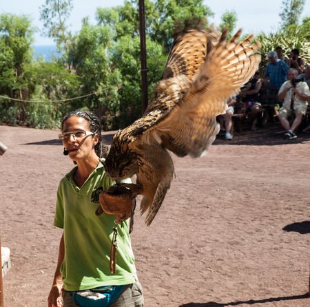 LA LAJITA, FUERTEVENTURA, SPAIN - SEPTEMBER 11, 2015:  Bird of Prey Show, Oasis Park, Fuerteventura, Canary Island, Spainのeditorial素材