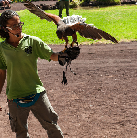 LA LAJITA, FUERTEVENTURA, SPAIN - SEPTEMBER 11, 2015:  Bird of Prey Show, Oasis Park, Fuerteventura, Canary Island, Spainのeditorial素材