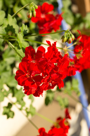Red pelargonium (geranium) flower, blooming in a gardenの写真素材