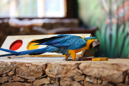 Circus shows of parrots on Fuerteventura, Canary Island, Spainの写真素材