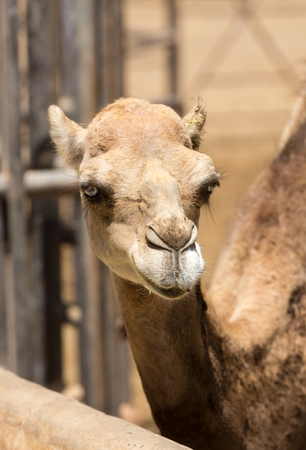 the portrait of Camels on the farmの写真素材