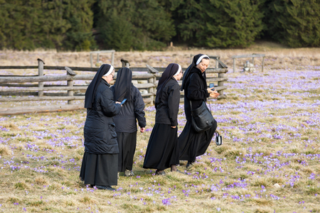 Nuns  on mountain meadow with crocus flowers bloomingのeditorial素材