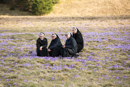 Nuns  on mountain meadow with crocus flowers bloomingのeditorial素材