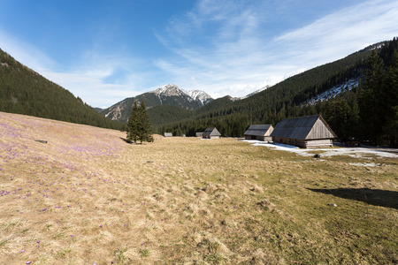 Wooden huts in Chocholowska valley in spring, Tatra Mountains, Polandの写真素材
