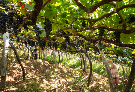 ESTREITO DE CAMARA DE LOBOS, PORTUGAL - SEPTEMBER 10, 2016: People harvesting grapes in the vineyard of the Madeira Wine Company at Madeira Wine Festival in Estreito de Camara de Lobos, Madeira, Portugal. The Madeira Wine Festival honors the grape harvestのeditorial素材