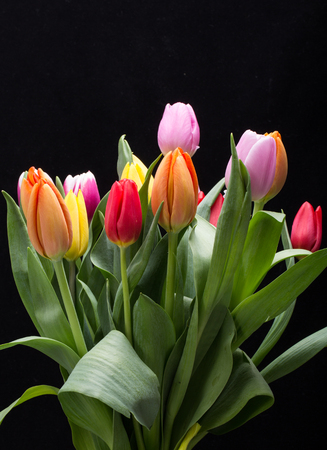 colorful bouquet of fresh spring tulip flowersの写真素材