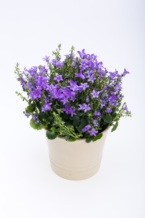 Beautiful vivid purple spring flower bush Dalmatian bellflower (Campanula portenschlagiana)の写真素材