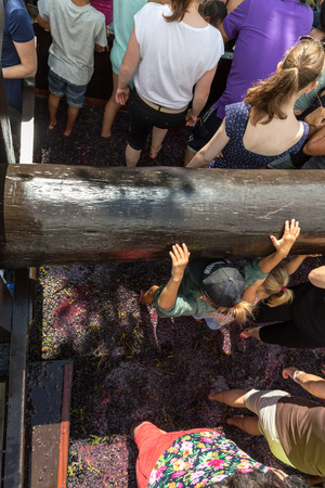 ESTREITO DE CAMARA DE LOBOS, PORTUGAL - SEPTEMBER 10, 2016: Grapes are crushed in the traditional way during the Madeira Wine Festival in  in Estreito de Camara de Lobos, Madeira, Portugal.のeditorial素材