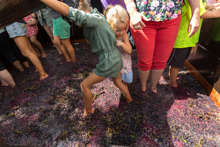 ESTREITO DE CAMARA DE LOBOS, PORTUGAL - SEPTEMBER 10, 2016: Grapes are crushed in the traditional way during the Madeira Wine Festival in  in Estreito de Camara de Lobos, Madeira, Portugal.のeditorial素材
