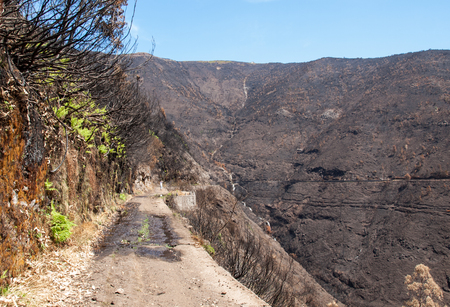 World heritage forests of Madeira terribly destroyed by fires in 2016. Some of trees have enormous will of life and survived this disaster.の写真素材