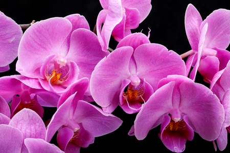 Pink orchid flower isolated on black backgroundのeditorial素材