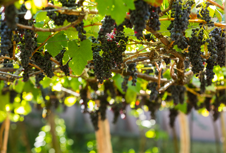 Bunches of Tinta Negra Mole grapes on pergola  in Estreito  de Camara  de Lobos on Madeira. Portugalの写真素材