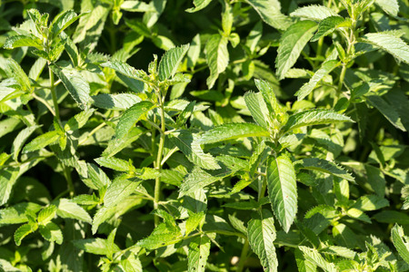 mint plant grown at vegetable garden