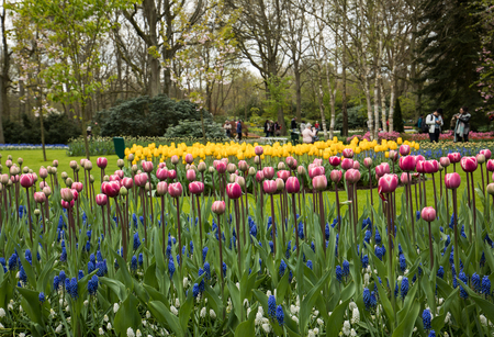 LISSE, NETHERLANDS - APRIL 19, 2017: Visitors at the Keukenhof Garden in Lisse, Holland, Netherlands.のeditorial素材