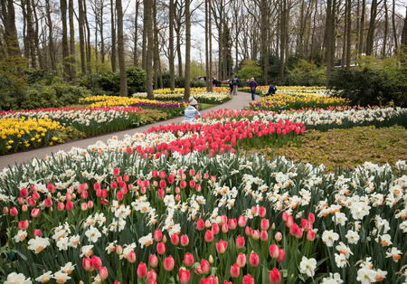 LISSE, NETHERLANDS - APRIL 19, 2017: Visitors at the Keukenhof Garden in Lisse, Holland, Netherlands.のeditorial素材