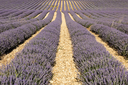 Lavender field in Provence, near Sault, France