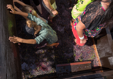 ESTREITO DE CAMARA DE LOBOS, PORTUGAL - SEPTEMBER 10, 2016: Grapes are crushed in the traditional way during the Madeira Wine Festival in  in Estreito de Camara de Lobos, Madeira, Portugal.のeditorial素材