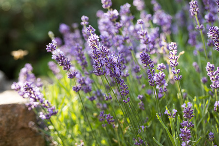Lavender field in Provence, near Sault, Franceの写真素材