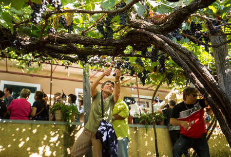 ESTREITO DE CAMARA DE LOBOS, PORTUGAL - SEPTEMBER 10, 2016: People harvesting grapes in the vineyard of the Madeira Wine Company at Madeira Wine Festival in Estreito de Camara de Lobos, Madeira, Portugal. The Madeira Wine Festival honors the grape harvestのeditorial素材