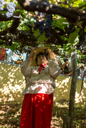 ESTREITO DE CAMARA DE LOBOS, PORTUGAL - SEPTEMBER 10, 2016: Woman harvesting grapes in the vineyard of the Madeira Wine Company at Madeira Wine Festival in Estreito de Camara de Lobos, Madeira, Portugal. The Madeira Wine Festival honors the grape harvest のeditorial素材