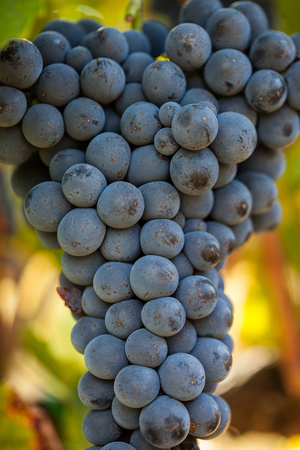 Ripe grapes in veneyardの写真素材
