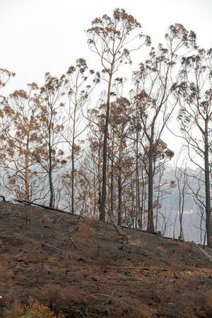 forests of Madeira terribly destroyed by fires in 2016. Some of trees have enormous will of life and survived this disaster.の写真素材