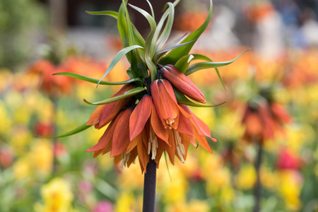Fritillaria imperialis and colorful tulips flowers blooming in a gardenの写真素材