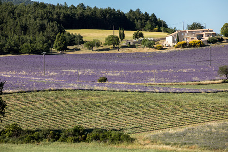 Lavender field near Sault in Provence,  Franceの写真素材