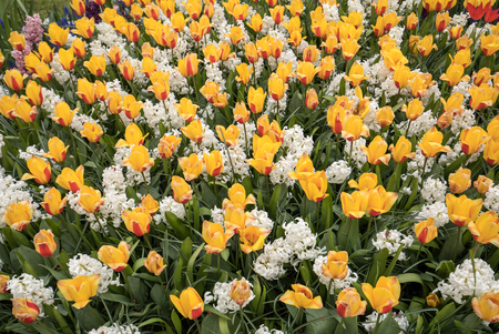 Yellowl tulips and white hyacinth blooming in a gardenの写真素材