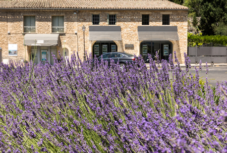 GORDES, FRANCE - JUNE 25, 2017:  The flourishing lavender  in Gordes. Provence,  Franceのeditorial素材