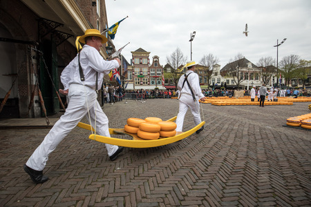 ALKMAAR,  NETHERLANDS - APRIL 21, 2017:  Carriers walking with many cheeses in the famous Dutch cheese market in Alkmaar, The Netherlands. The event happens in the Waagplein square. のeditorial素材