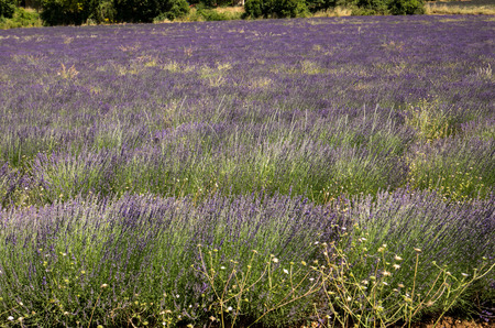 Lavender field in Provence, near Sault, Franceの写真素材