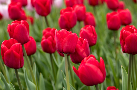 Red tulips flowers blooming in a gardenの写真素材