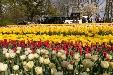 LISSE, NETHERLANDS - APRIL 19, 2017: Colorful flowers in the Keukenhof Garden in Lisse, Holland, Netherlands.のeditorial素材