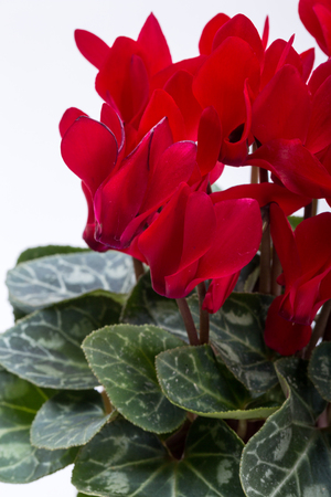  the Persian cyclamen flower isolated on white backgroundの写真素材