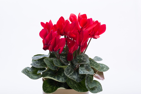 Persian cyclamen flower isolated on white backgroundの写真素材