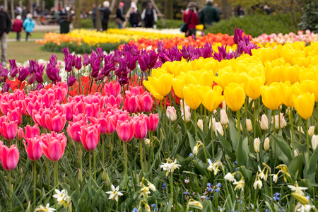 LISSE, NETHERLANDS - APRIL 19, 2017: Visitors at the Keukenhof Garden in Lisse, Holland, Netherlands.のeditorial素材