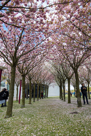 AMSTERDAM, NETHERLANDS - APRIL 22, 2017: Garden with flowering trees inspired by Van Gogh paintings between the Van Gogh museum and the Rijksmuseum on a spring day. Amsterdam, Netherlandsのeditorial素材